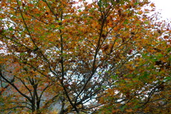 紅葉2016