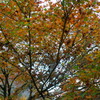 紅葉2016