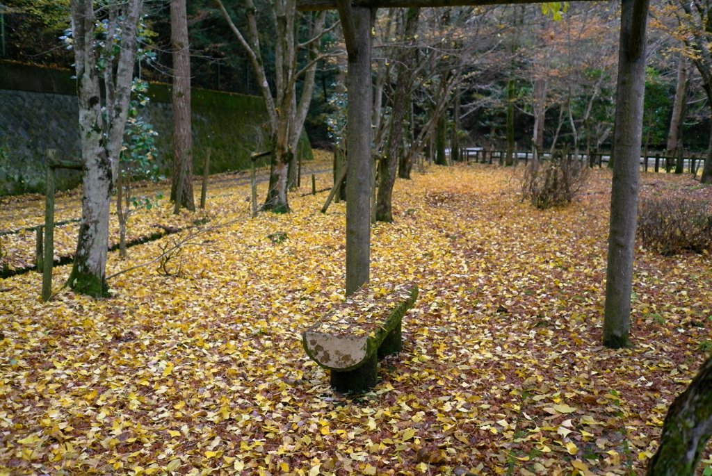 紅葉2016