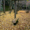 紅葉2016