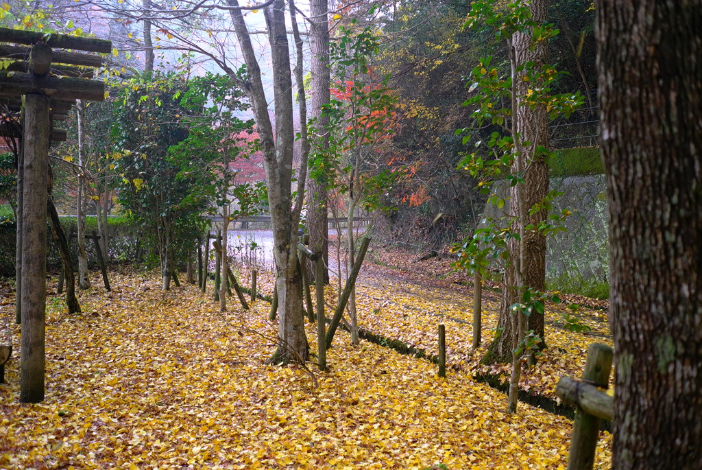 紅葉2016