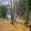 紅葉2016
