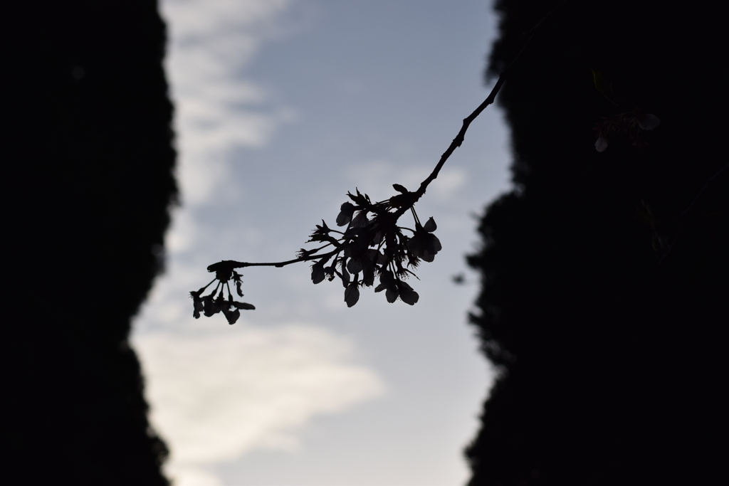 平和公園の桜