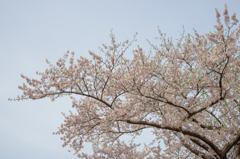 松前町　桜（１）