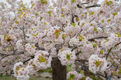 松前町　桜（３）