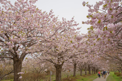 松前町　桜（２）