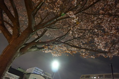 夜桜