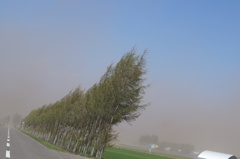 防風林
