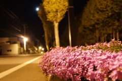 夜道を彩る