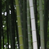竹林
