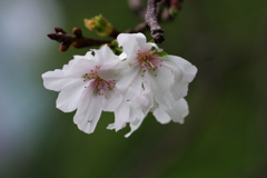 十月桜　その４