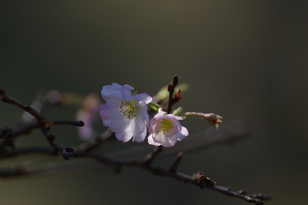 十月桜　その２