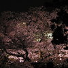 千鳥ヶ淵の夜桜