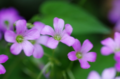 あちらこちらに咲く花