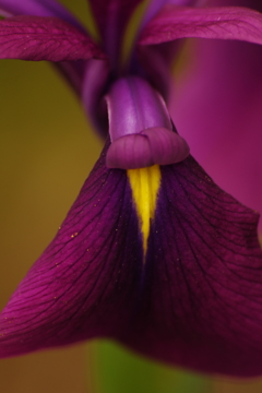 菖蒲