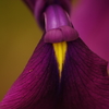 菖蒲