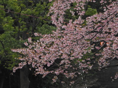 上野公園の桜