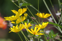 花の名前は知らない