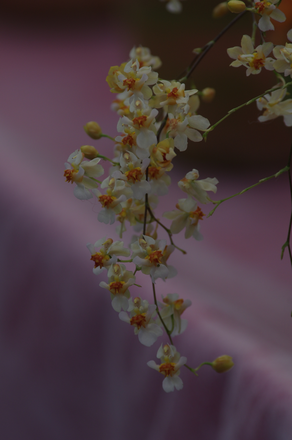 熱帯の花
