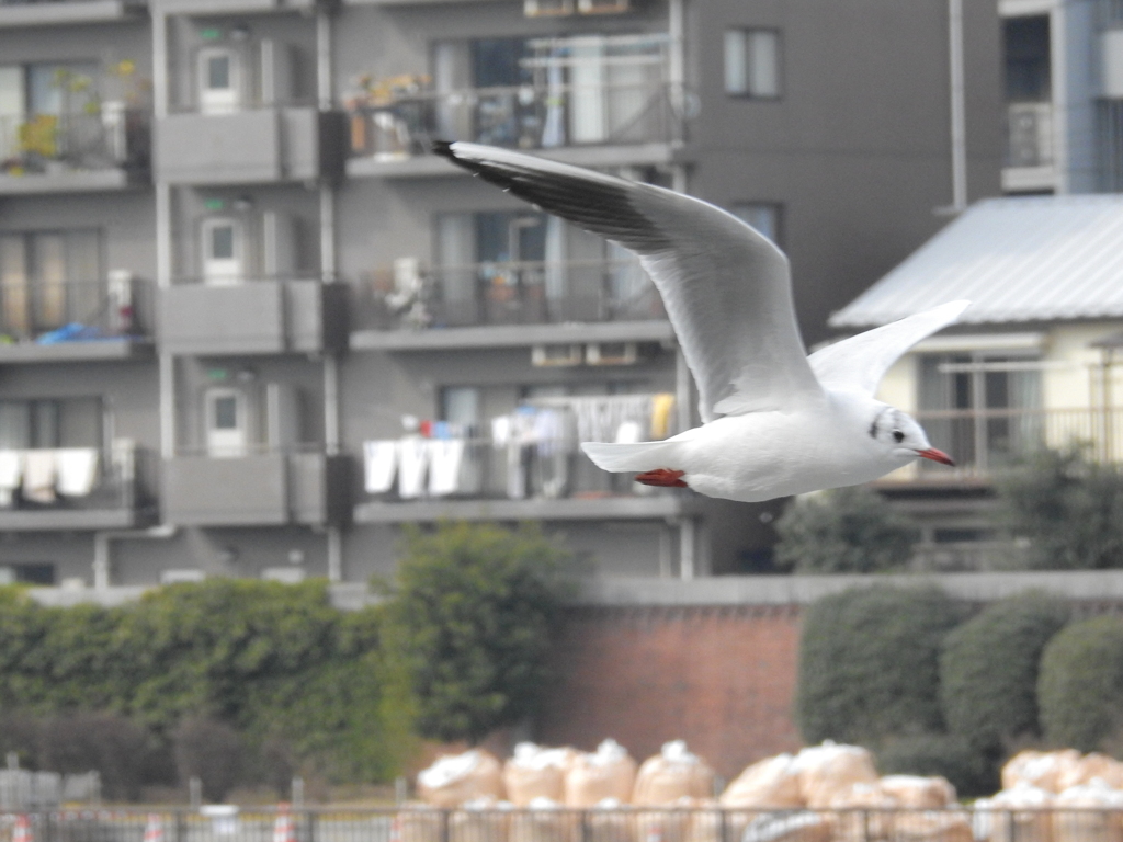 カモメ