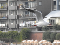 カモメ