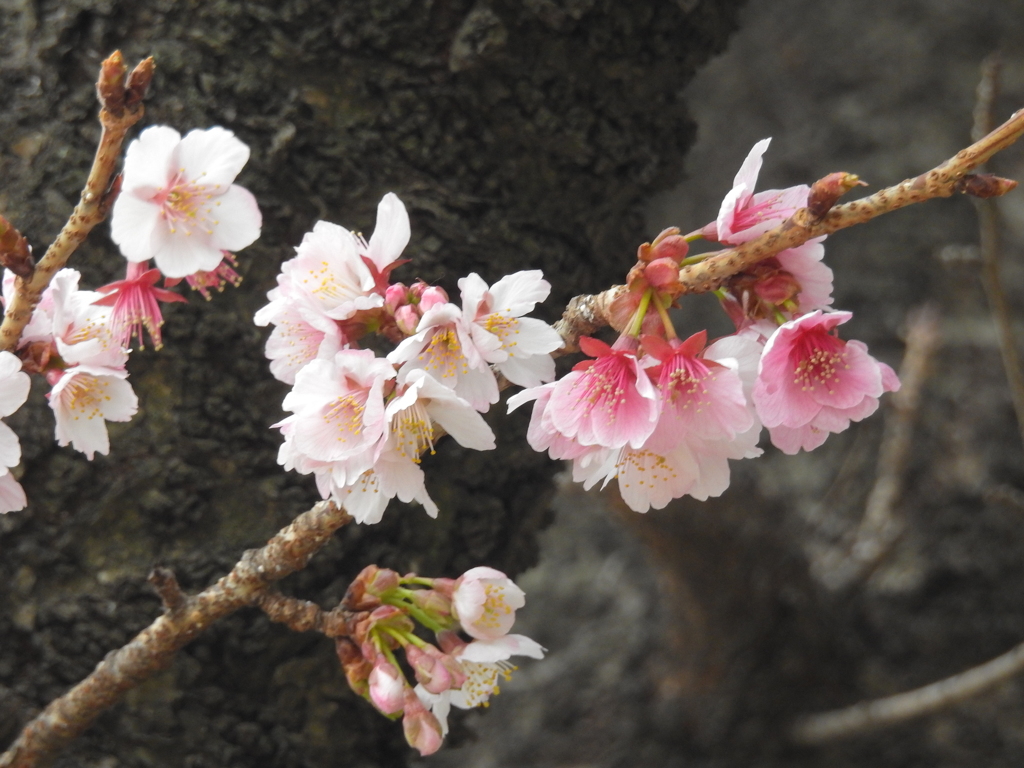寒桜