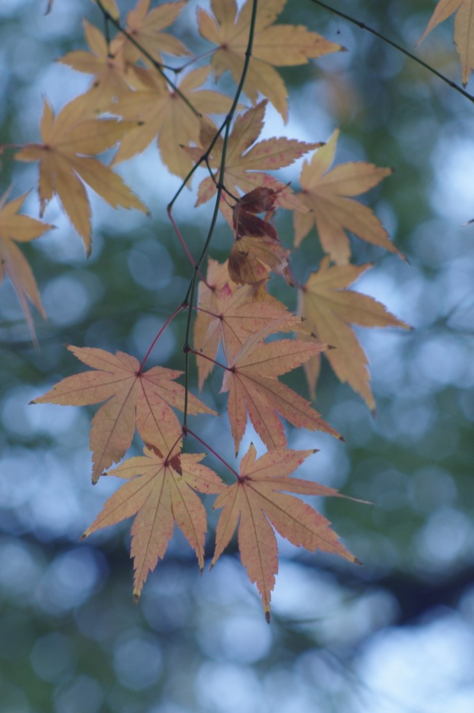 大晦日に、こんな写真を撮っていた