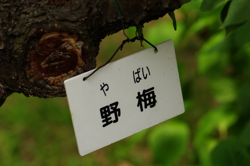 ヤバイ