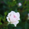 Die Weiße Rose