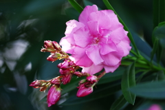 路上の花（３）