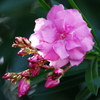 路上の花（３）