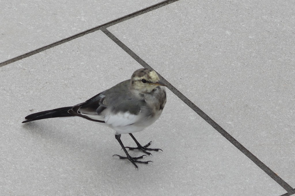 都会の野鳥