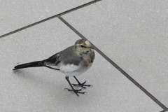 都会の野鳥