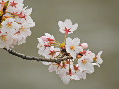 千鳥ヶ淵の桜