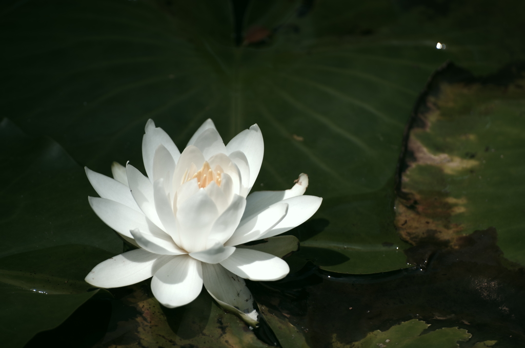 睡蓮