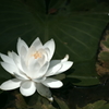 睡蓮