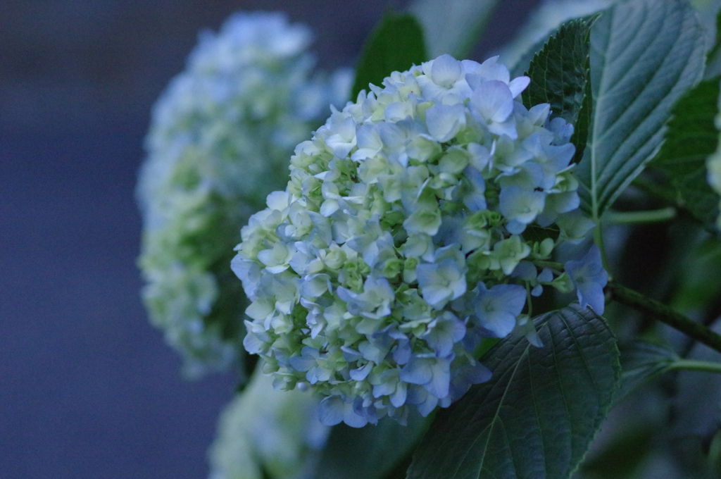 紫陽花