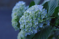 紫陽花