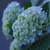 紫陽花