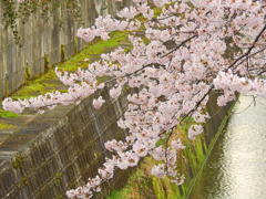 水路の桜