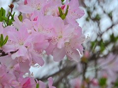 つつじの桃源郷