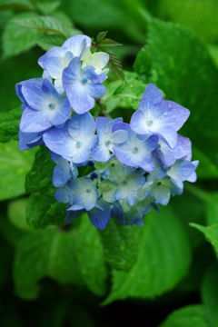 紫陽花