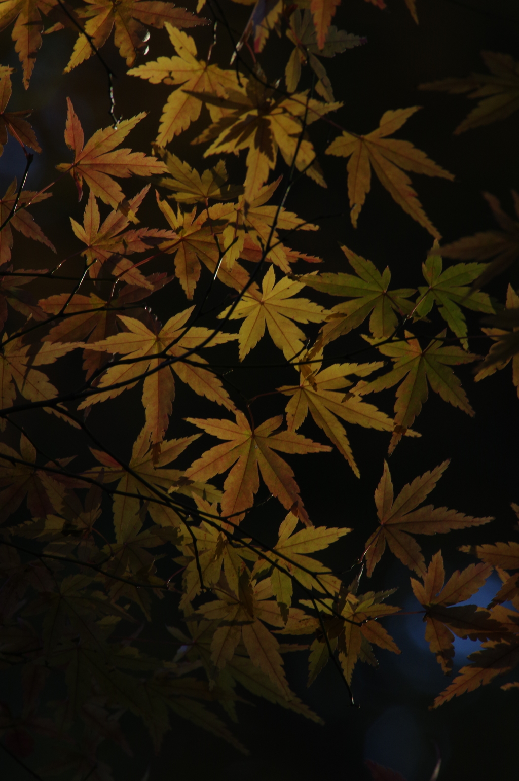 光ほのかに