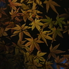 光ほのかに