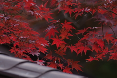 紅葉　その３