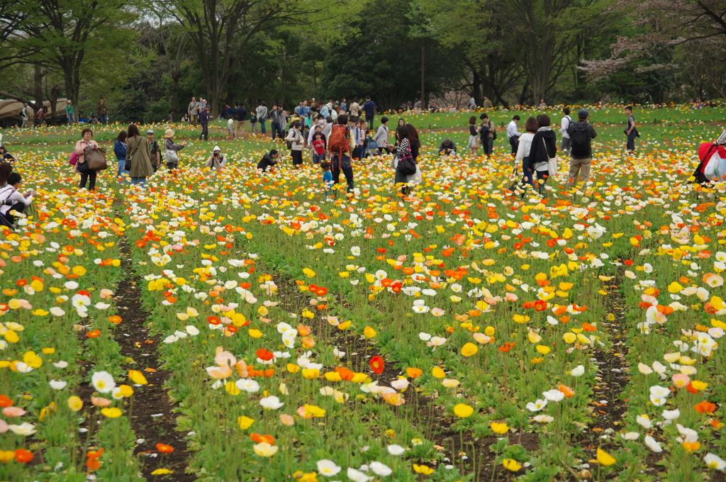 お花畑