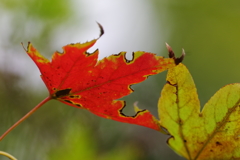 紅く染まる