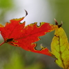 紅く染まる