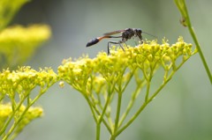 はて、この虫はなんだろう