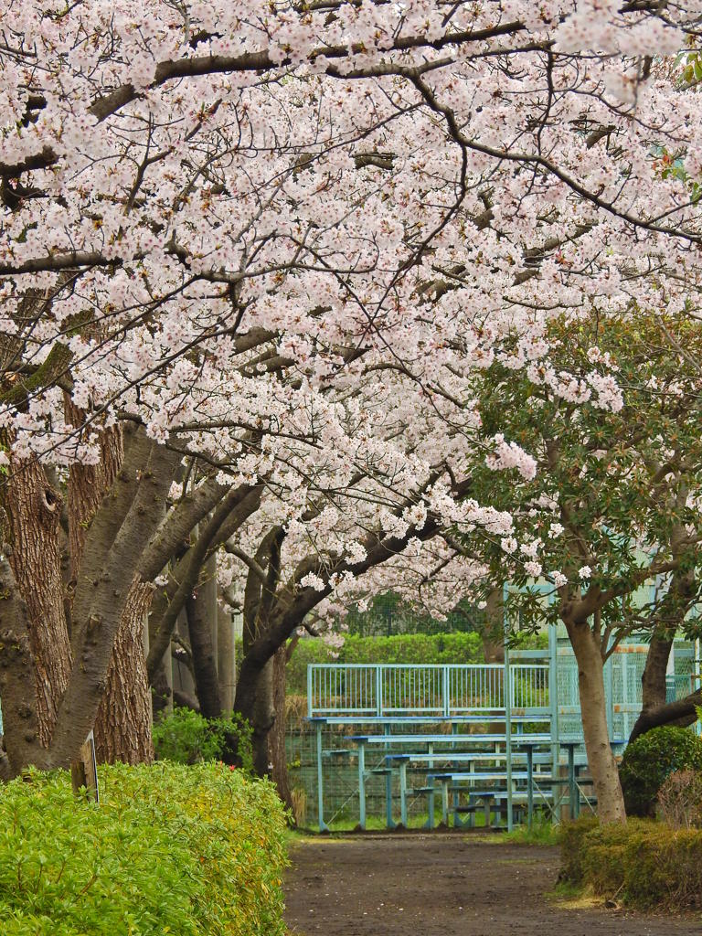 野球場へ続く桜のトンネル